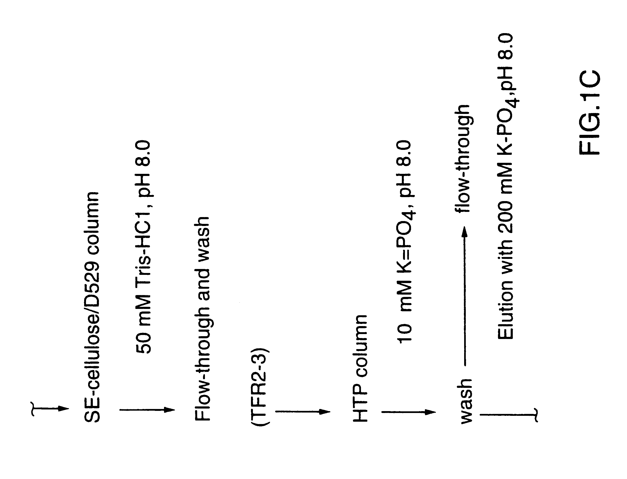 Transferrin receptor protein of Moraxella