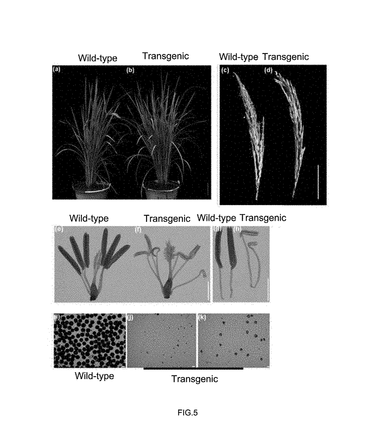 Rice Mitochondrial Sterile Gene and Application Thereof