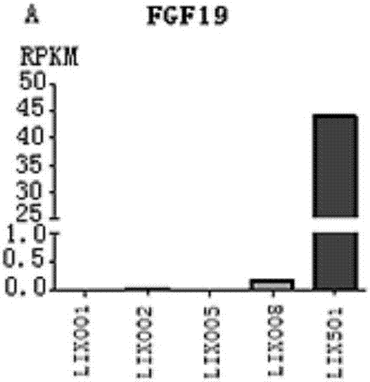 FGF19 over-expression human liver cancer cell line and application thereof