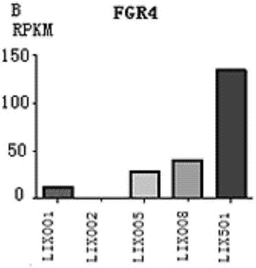 FGF19 over-expression human liver cancer cell line and application thereof
