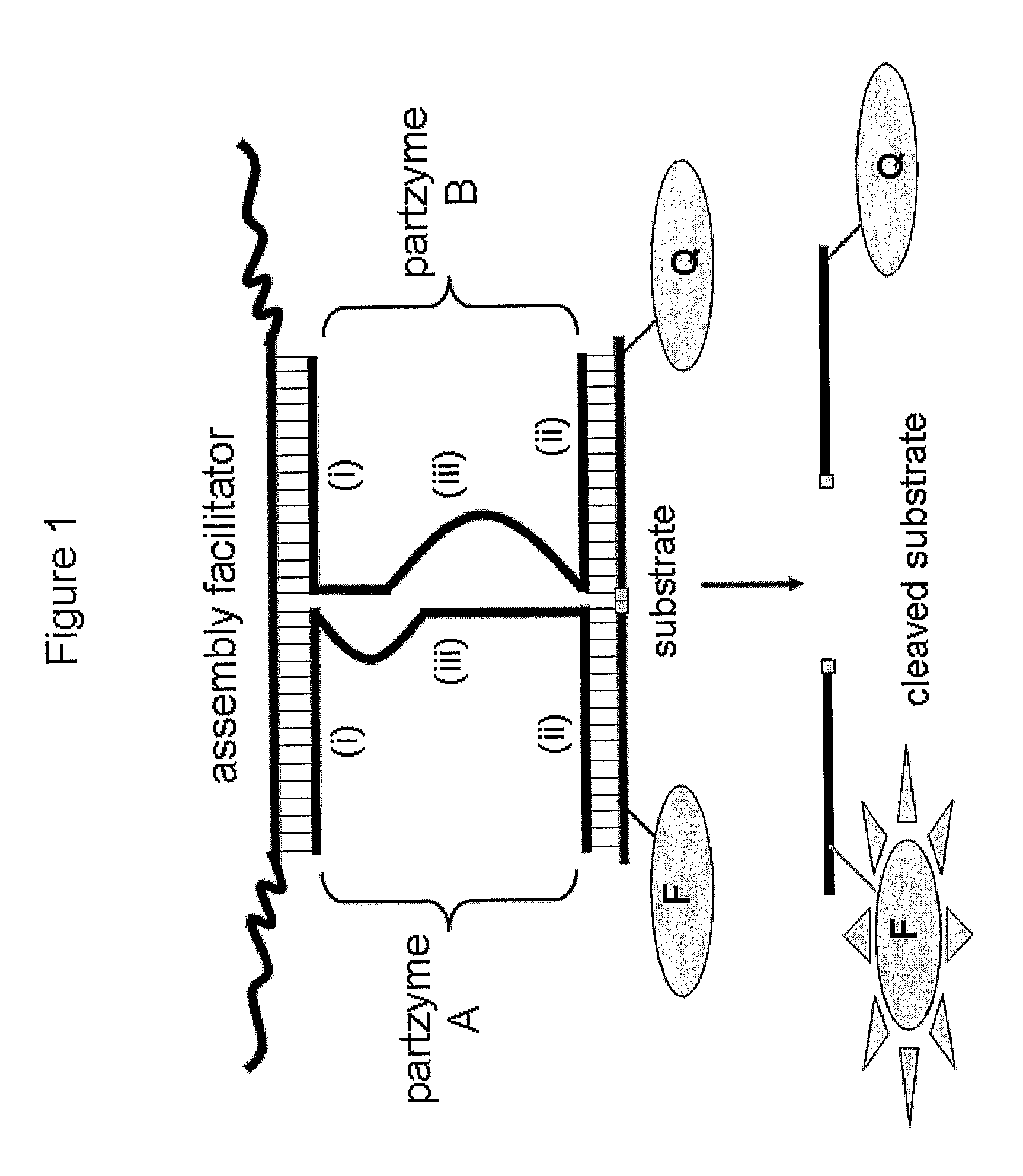 Molecular switches and methods for their use