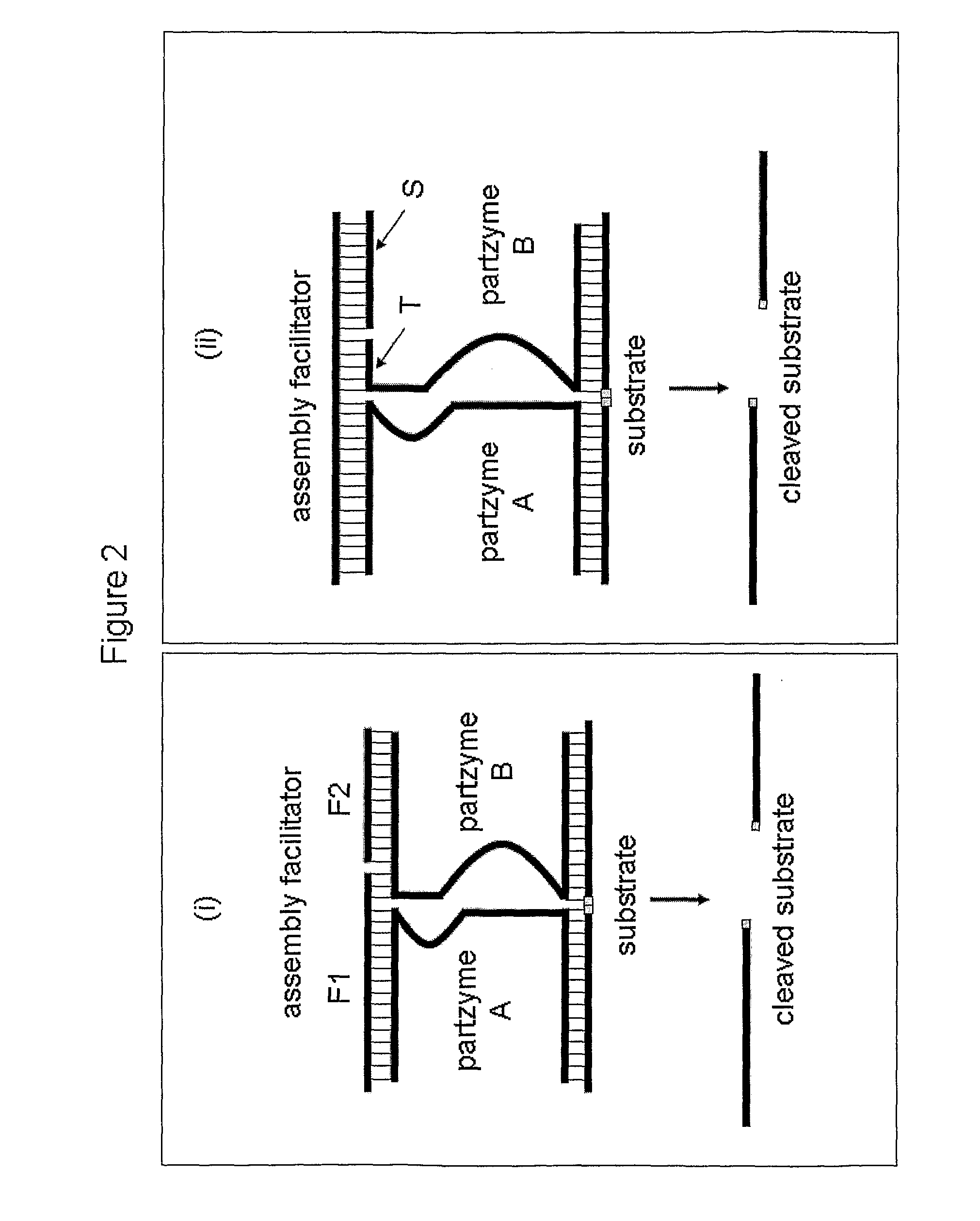 Molecular switches and methods for their use