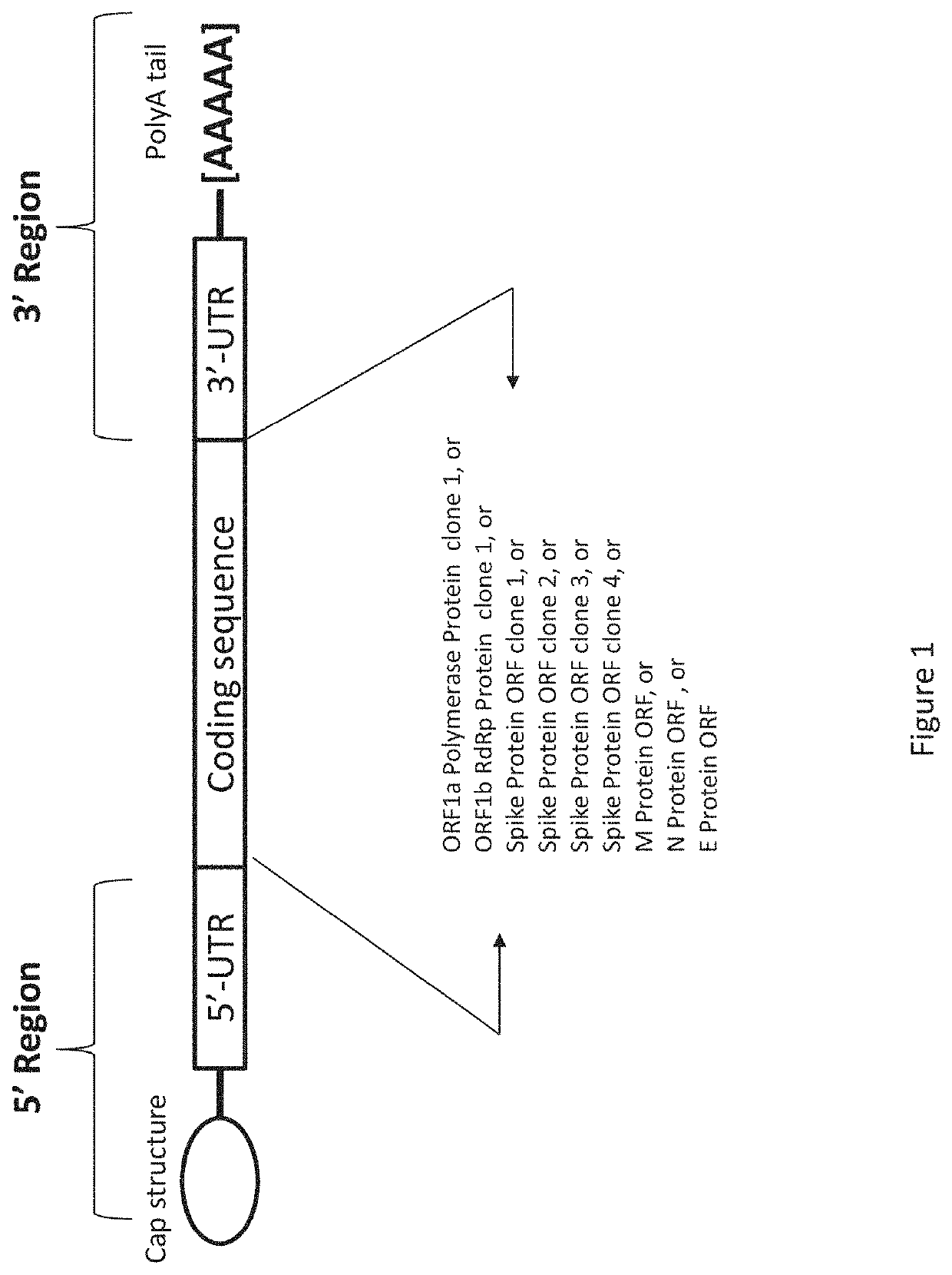 Composition and Method of mRNA Vaccines Against Novel Coronavirus Infection