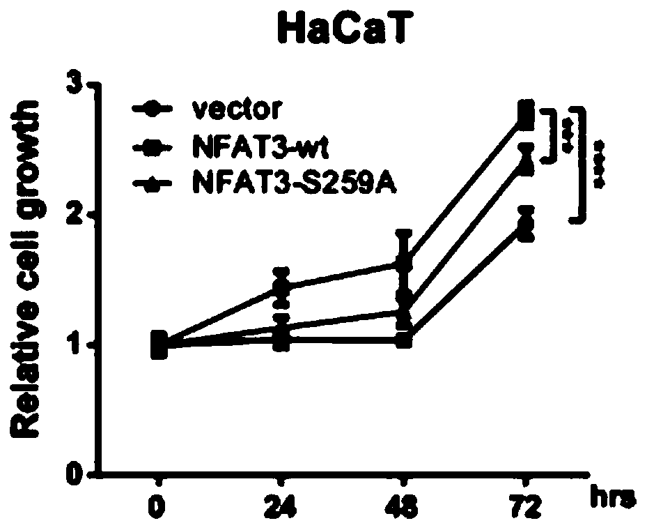 Phosphorylated nfat3 mutants and their applications