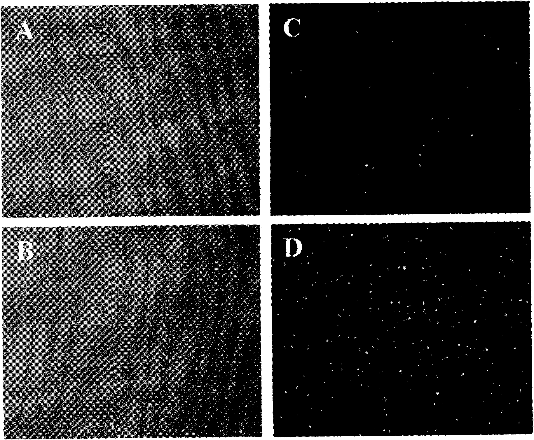 A novel cationic lipid, a preparation method of the same and a delivery system comprising the same