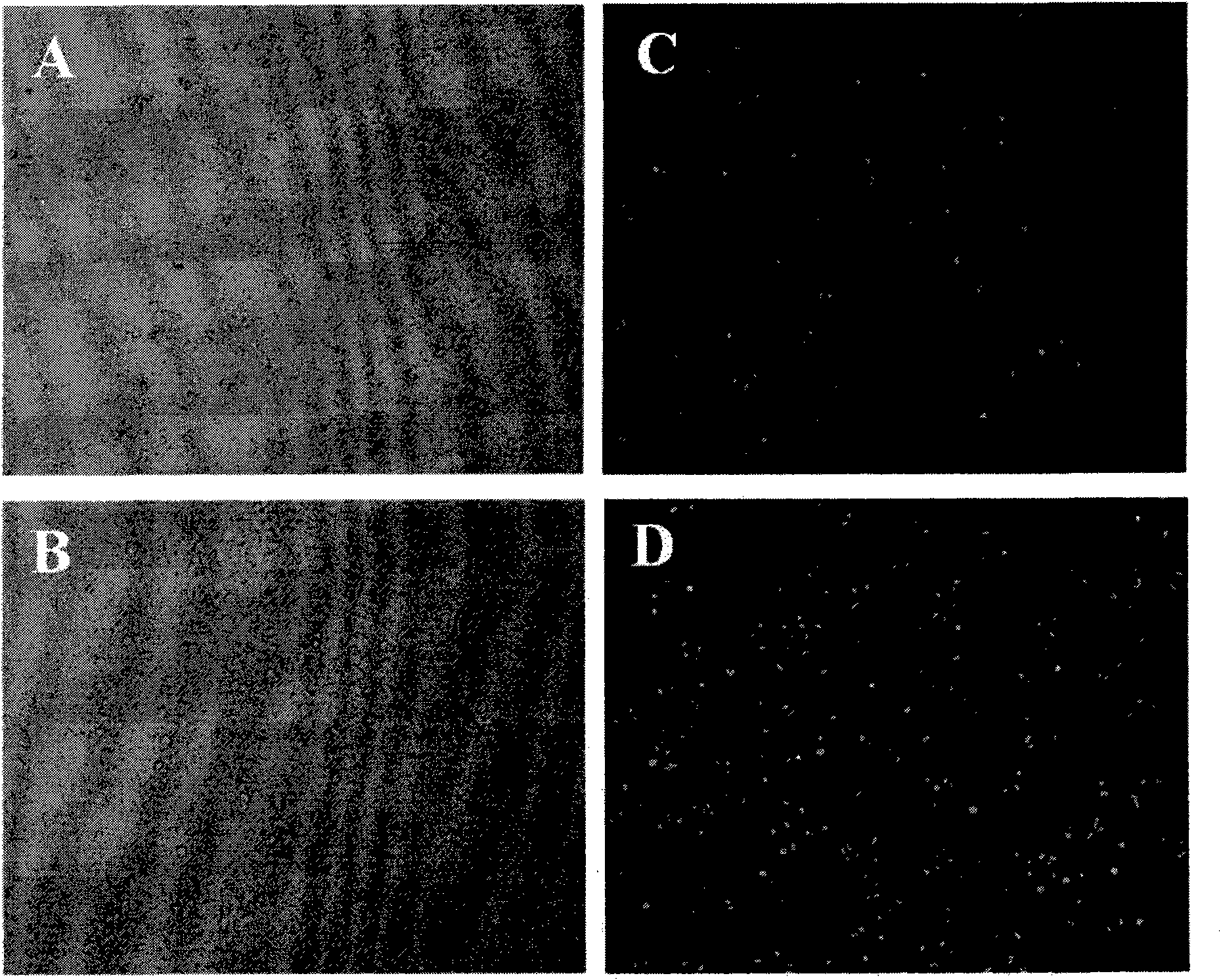 A novel cationic lipid, a preparation method of the same and a delivery system comprising the same