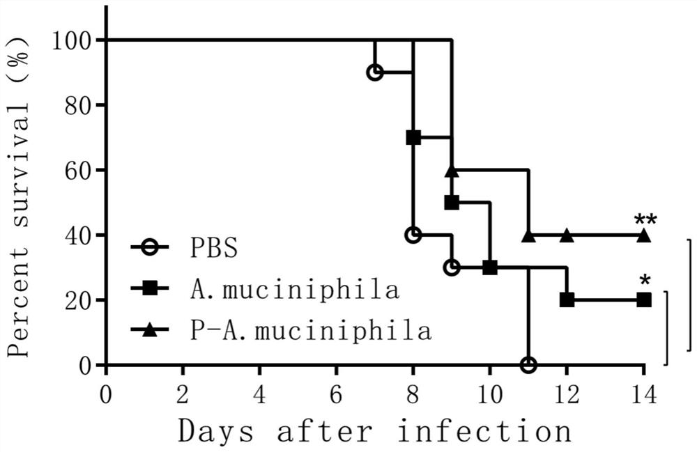 Application of Akkermansia muciniphila in the preparation of probiotics for treating or preventing avian influenza virus infection