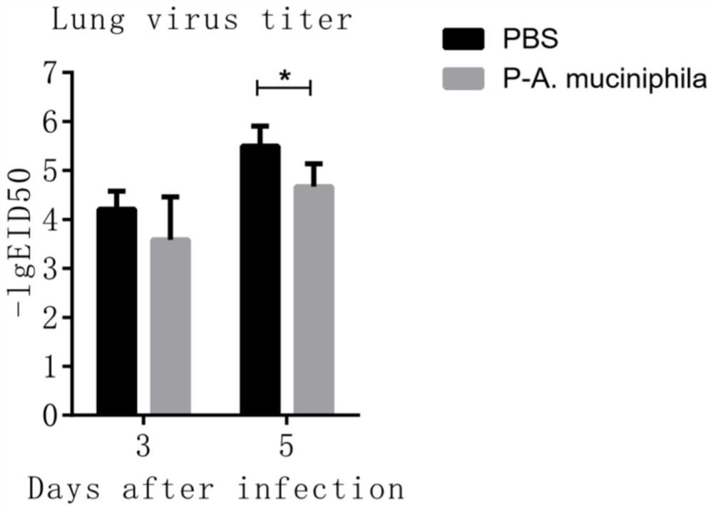 Application of Akkermansia muciniphila in the preparation of probiotics for treating or preventing avian influenza virus infection