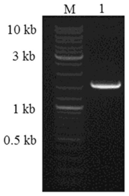 A kind of immunogenic cry1c recombinant protein, isolated nucleic acid molecule and application thereof