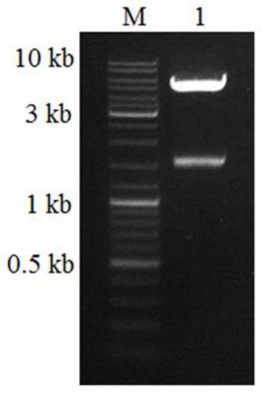 A kind of immunogenic cry1c recombinant protein, isolated nucleic acid molecule and application thereof