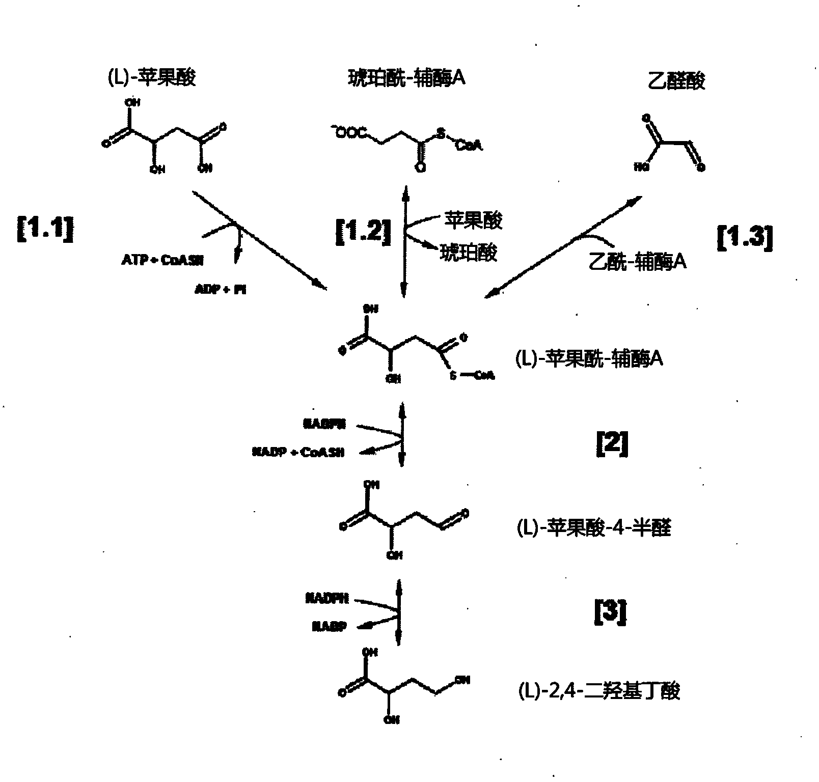 A method of production of 2,4-dihydroxybutyric acid