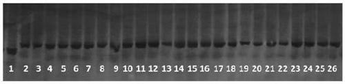Functional molecular marker of rice nilaparvata lugens resistance gene Bph9, identification method and application