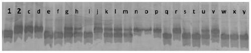 Functional molecular marker of rice nilaparvata lugens resistance gene Bph9, identification method and application