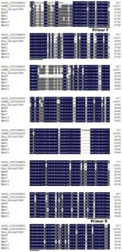 Functional molecular marker of rice nilaparvata lugens resistance gene Bph9, identification method and application