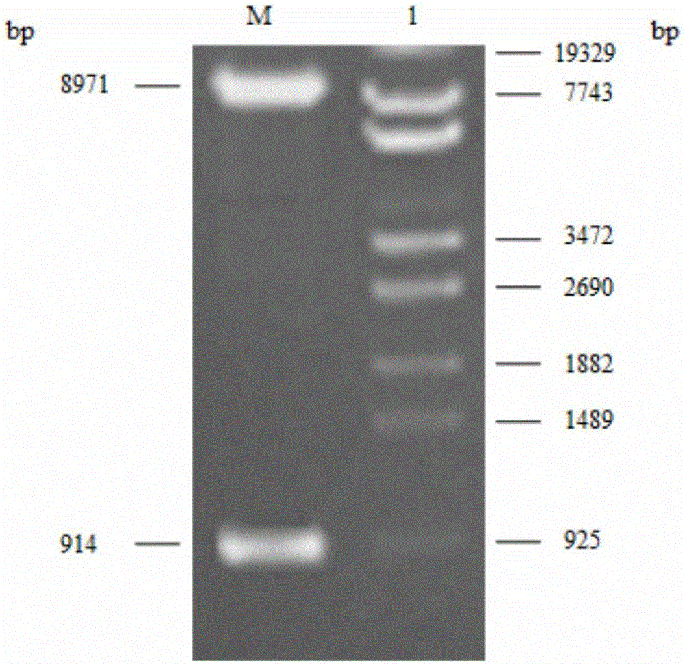A thermophilic alkaline recombinant manganese-containing catalase and its Pichia pastoris expression vector and engineering bacteria