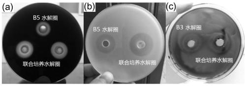 Microbial composition, microbial preparation and method for sandy soil improvement