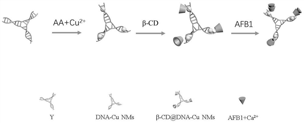 Method for detecting aflatoxin B1 based on fluorescent copper nanoparticles