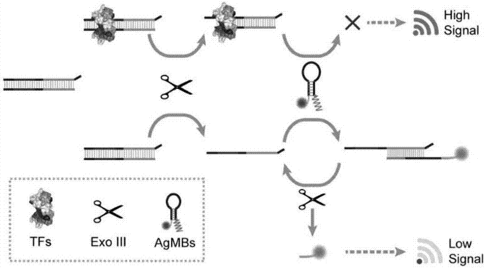 Transcription factor detection method based on DNA-Ag nanoclusters molecular beacons and exonuclease III cycle signal amplification