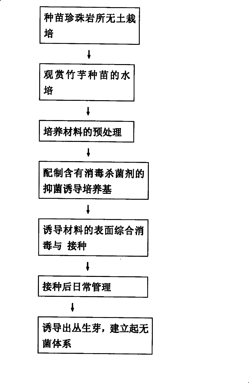 A New Method for Obtaining Aseptic System of Ornamental Arrowroot Tissue Culture