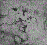 A Phomopsis fungus and its application in the preparation of fungal wood