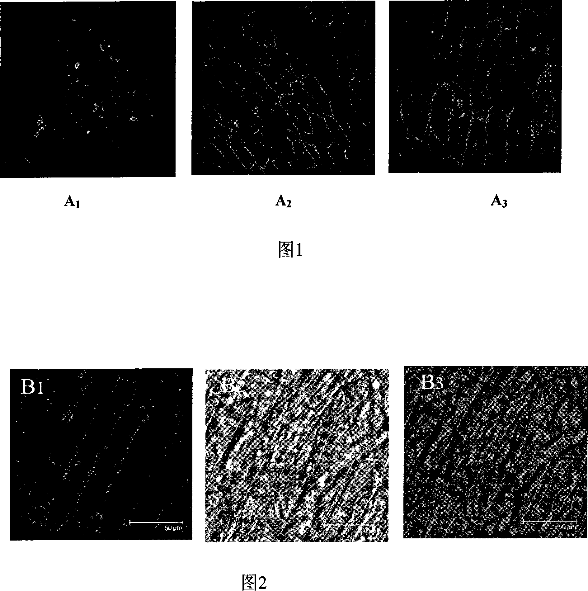 Agrobacterium mediated onion epidermis cell conversion method