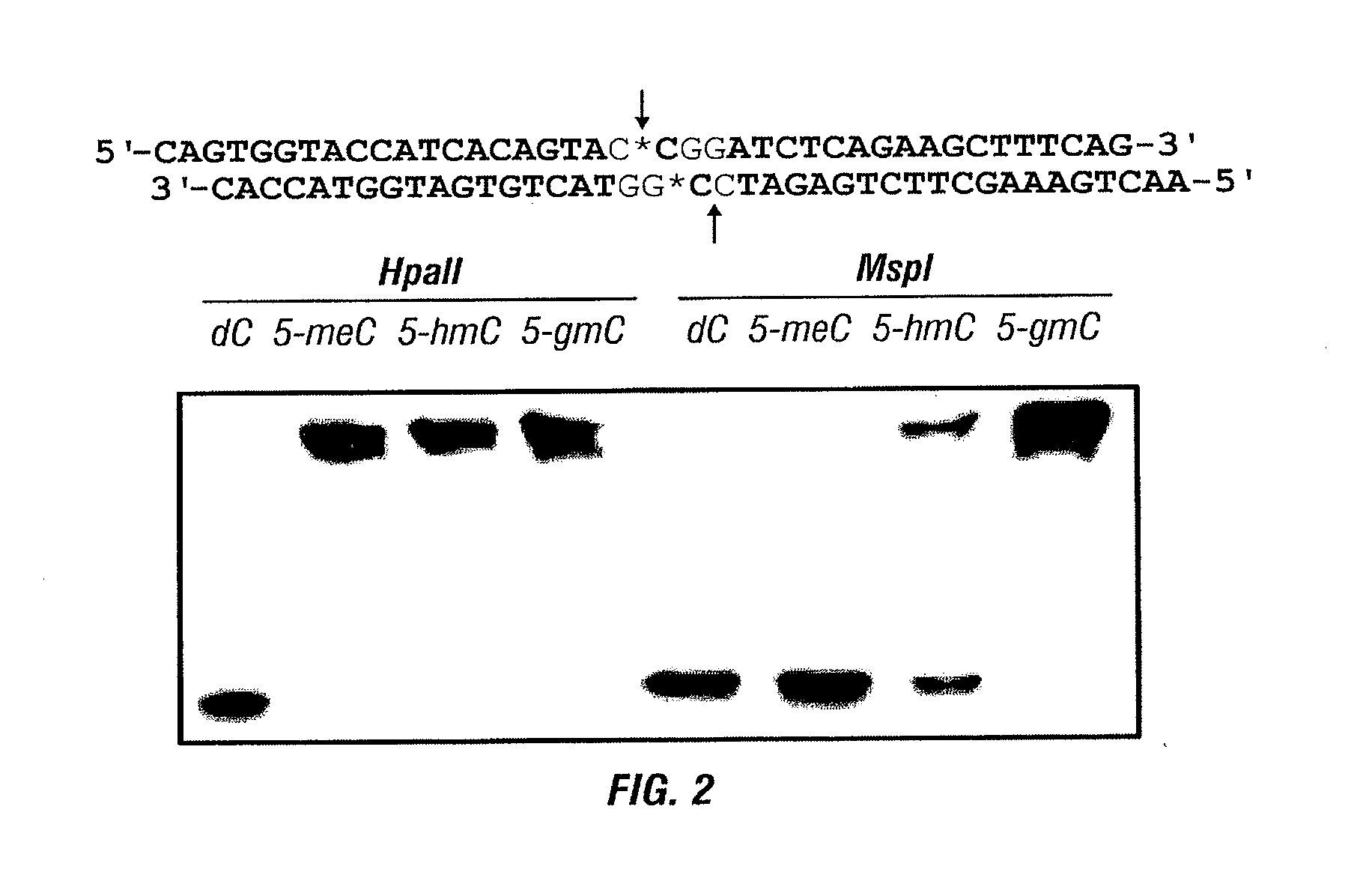 Composition and Methods Related to Modification of 5-Hydroxymethylcytosine (5-hmC)