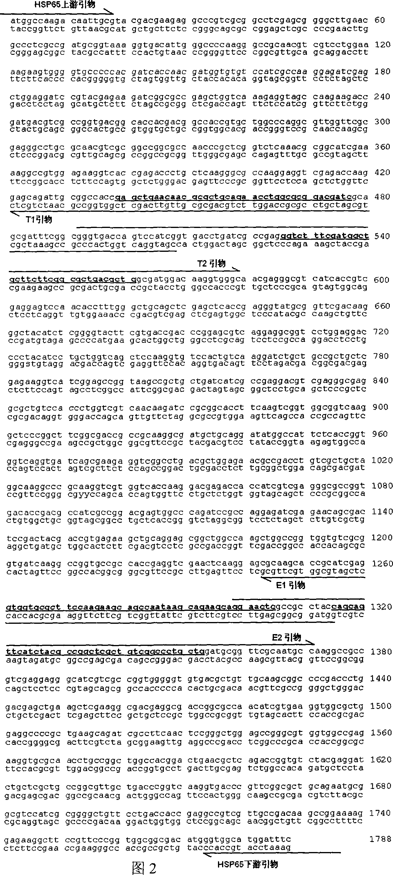 Tuberculosis gene vaccine assembled by chitosan delivery system and preparation method and use thereof