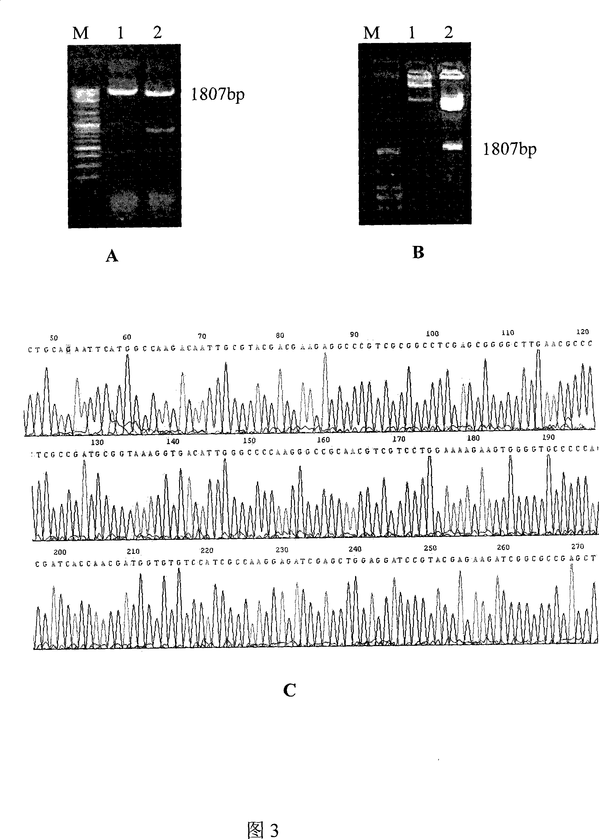 Tuberculosis gene vaccine assembled by chitosan delivery system and preparation method and use thereof