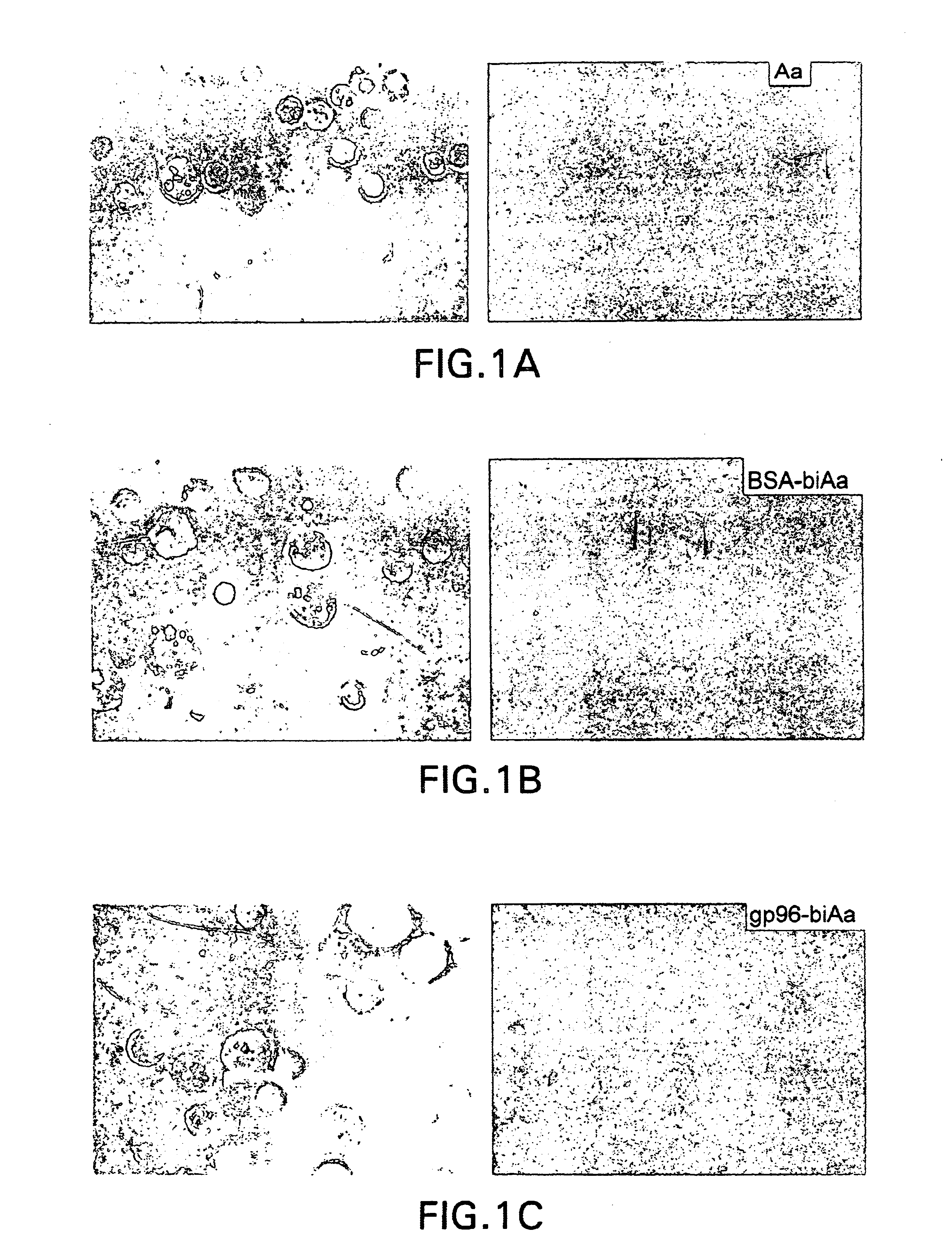 Purification of heat shock/stress protein cell surface receptors and their use as immunotherapeutic agents