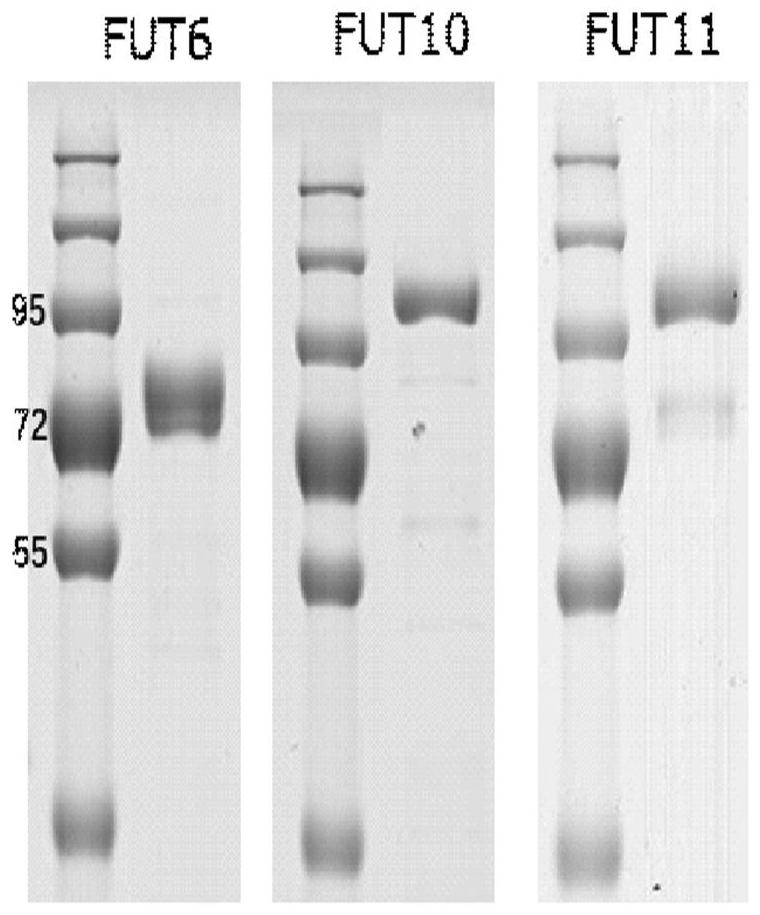 Recombinant human fucosyltransferase variant and application thereof