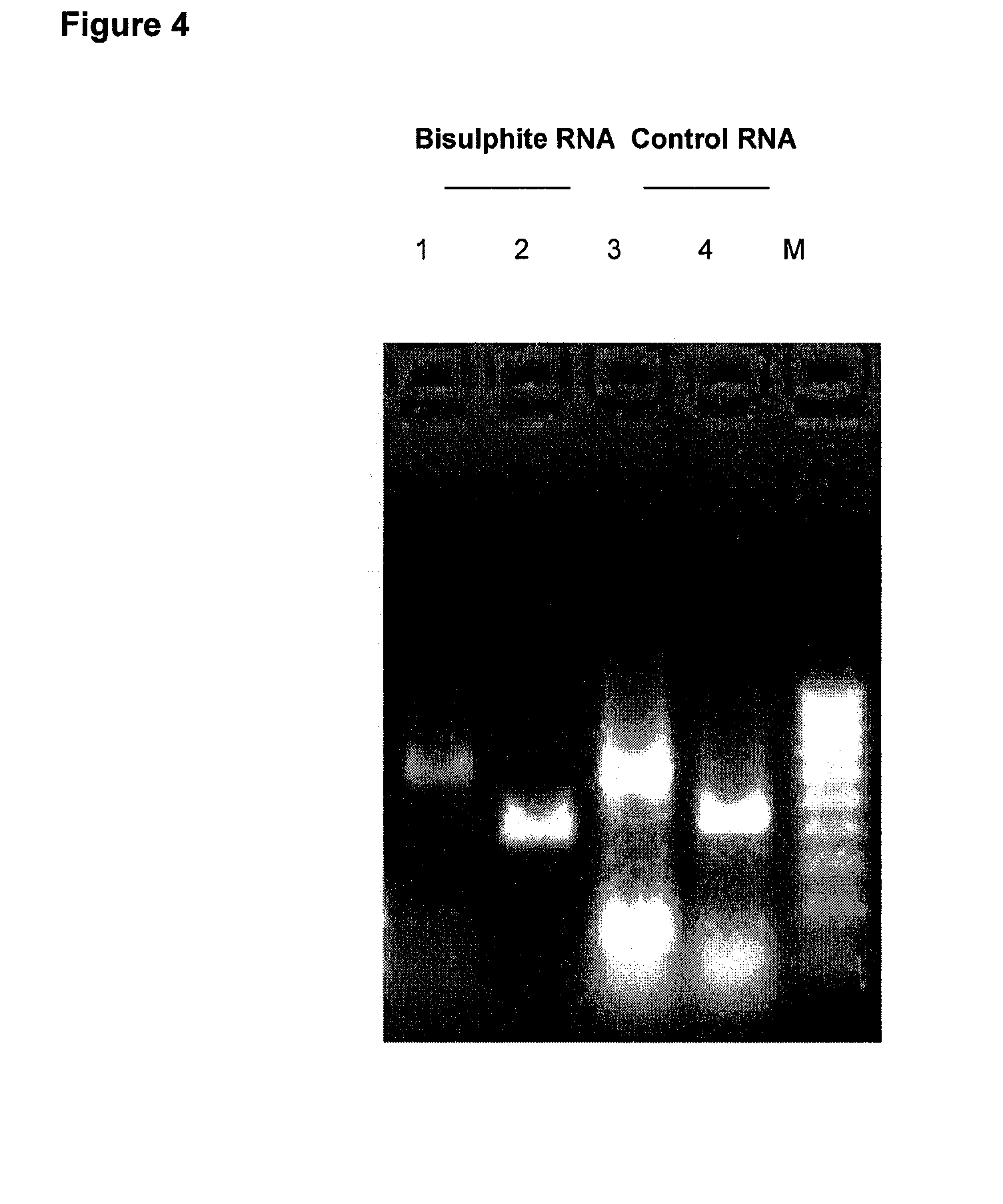 Bisulphite reagent treatment of nucleic acid