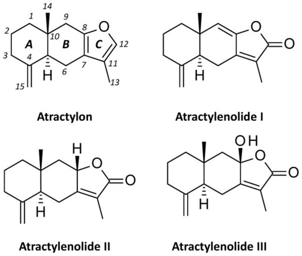 Application of atractylenolide I in preparation of medicine for protecting embryonic development of pregnancy complicated with diabetes mellitus