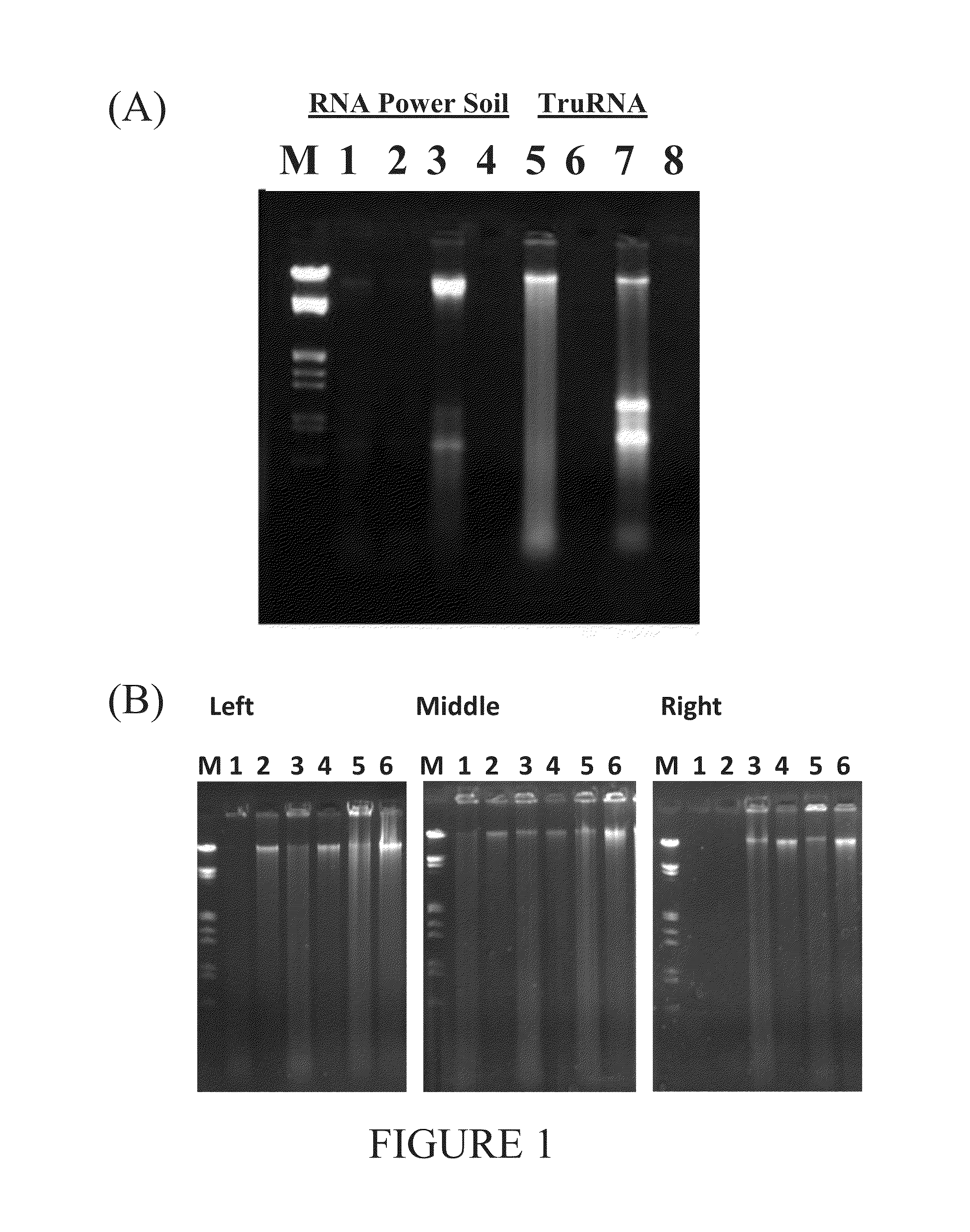 Method for isolating nucleic acids