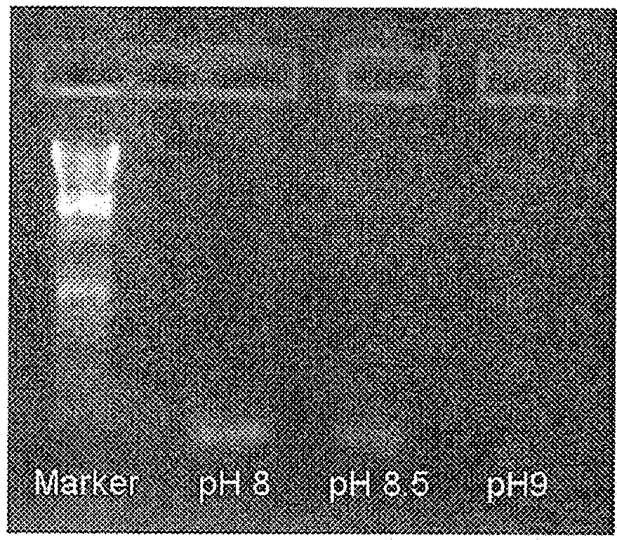 Methods and Compositions for PCR