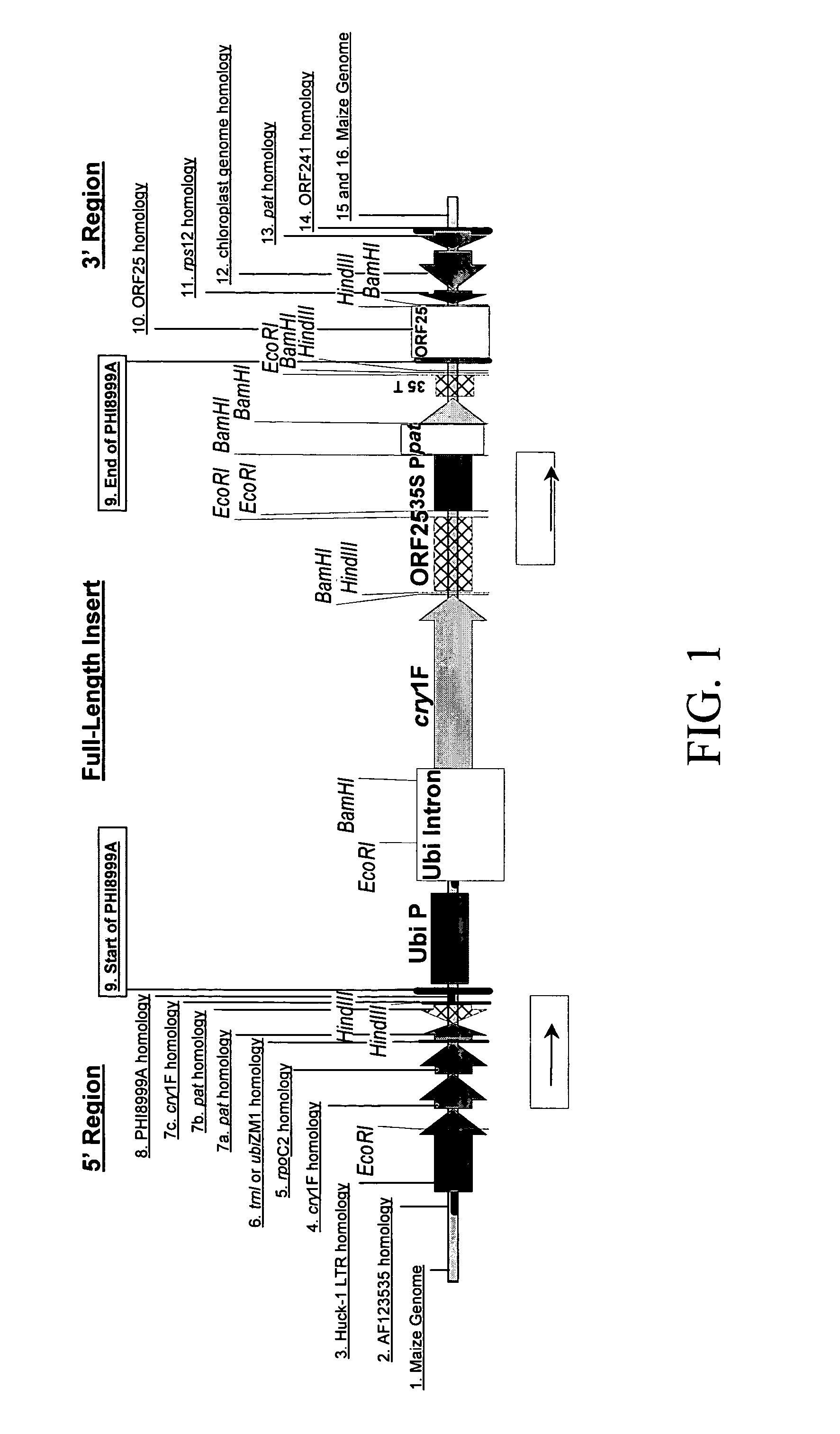 Corn event TC1507 and methods for detection thereof