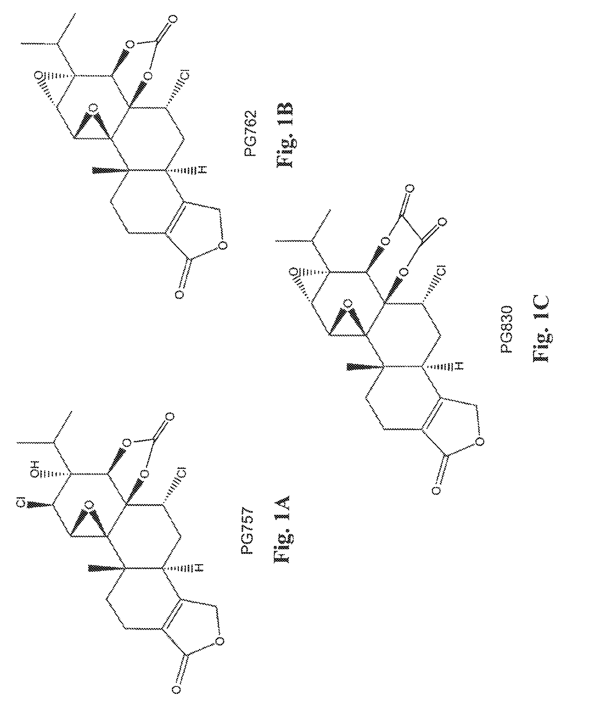 Triptolide C-ring derivatives as anticancer agents and immune modulators
