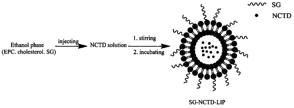 Preparation of norcantharidin targeted liposome and application of freeze-drying preparation of norcantharidin targeted liposome