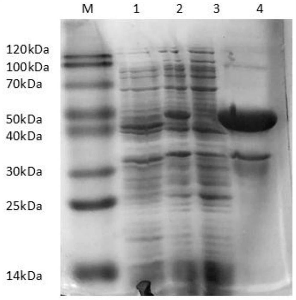 A kind of indirect ELISA detection kit and application for detecting novel chicken reovirus antibody