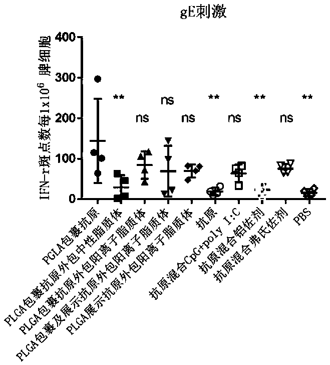 Herpes zoster vaccine composition as well as preparation method and application thereof