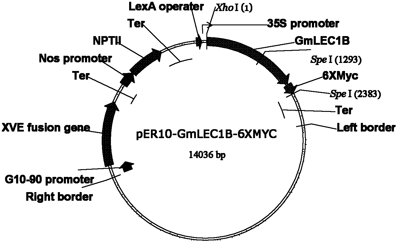 Protein gmlec1b related to fatty acid synthesis and its coding gene and application