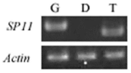 A method for separating and purifying plant tapetum tissue