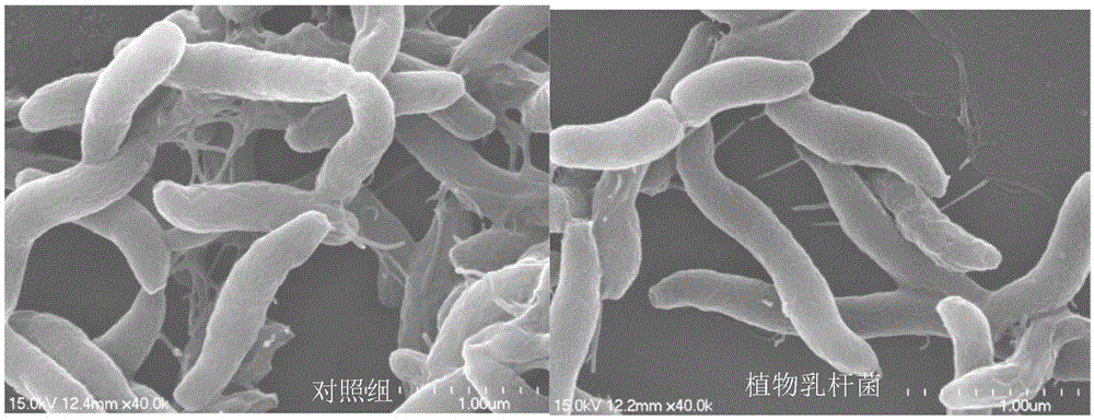 Lactobacillus plantarum capable of antagonizing campylobacter jejuni and inhibiting expression of flaA gene of campylobacter jejuni