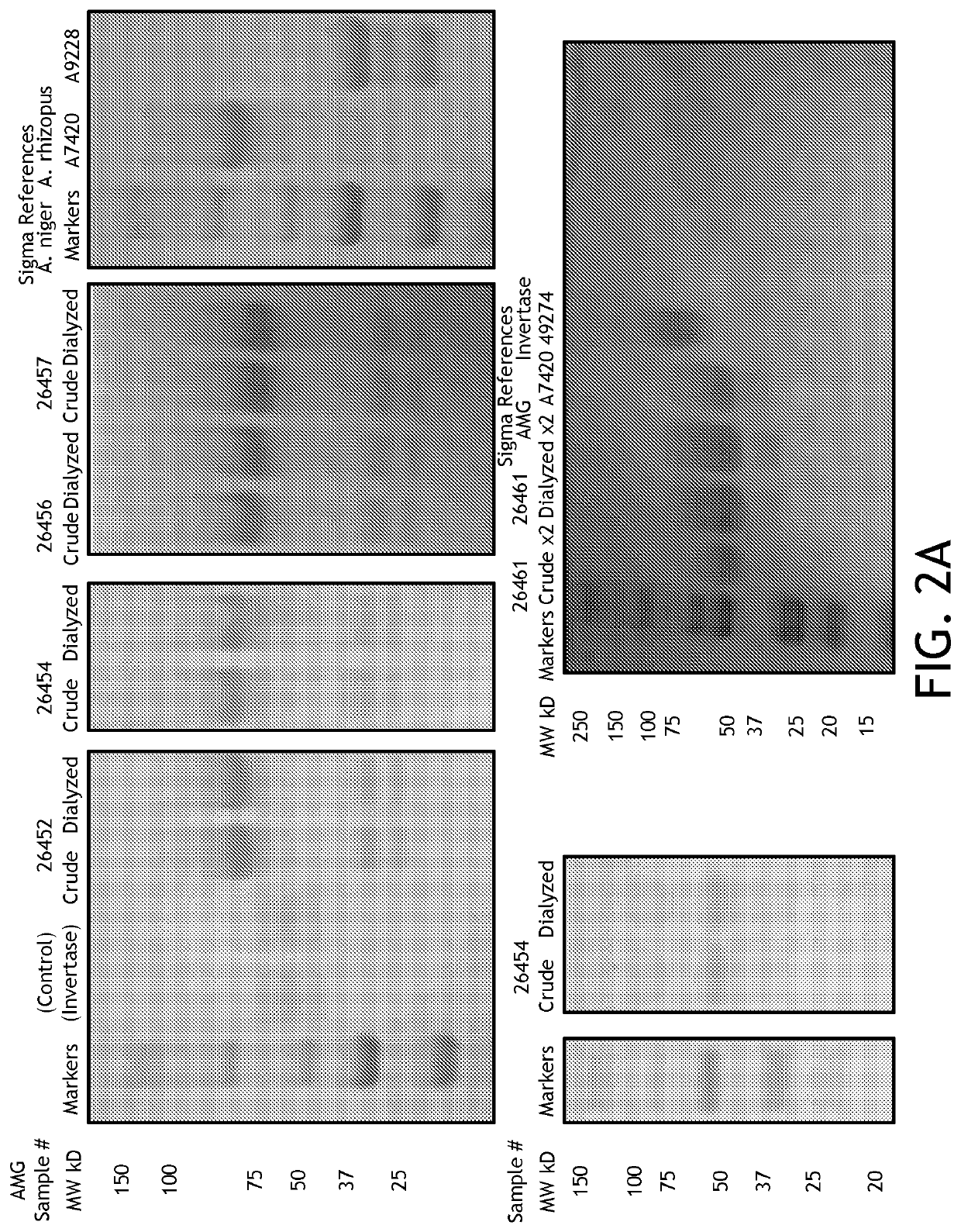 Development of amyloglucosidase as a medicinal food or dietary supplement