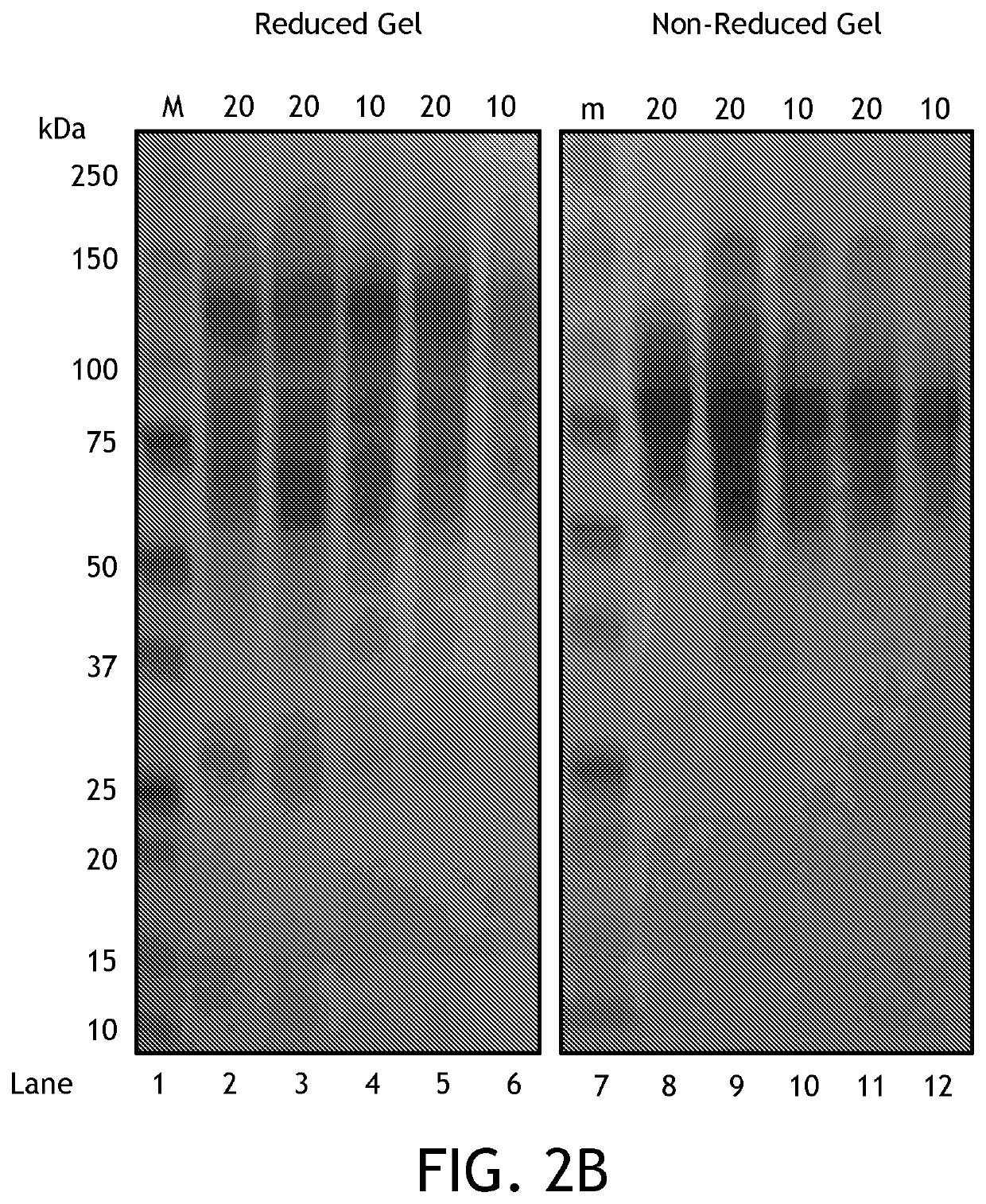 Development of amyloglucosidase as a medicinal food or dietary supplement