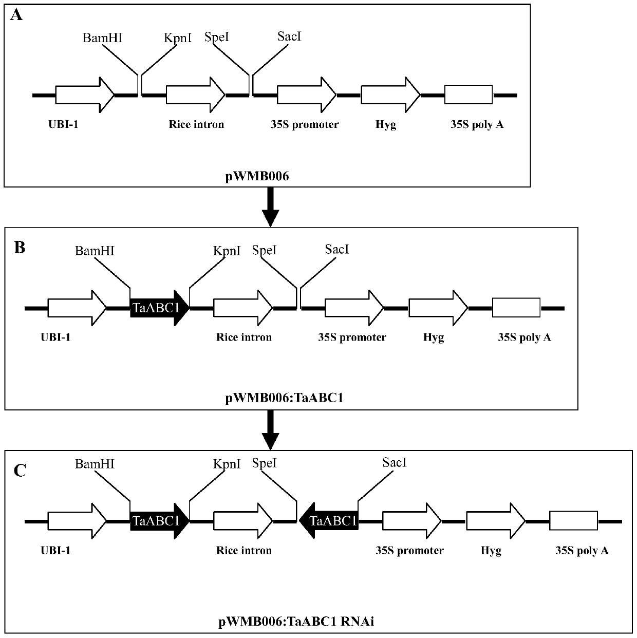 A gene TaABC1-2 with abc1-like kinase domain and its application