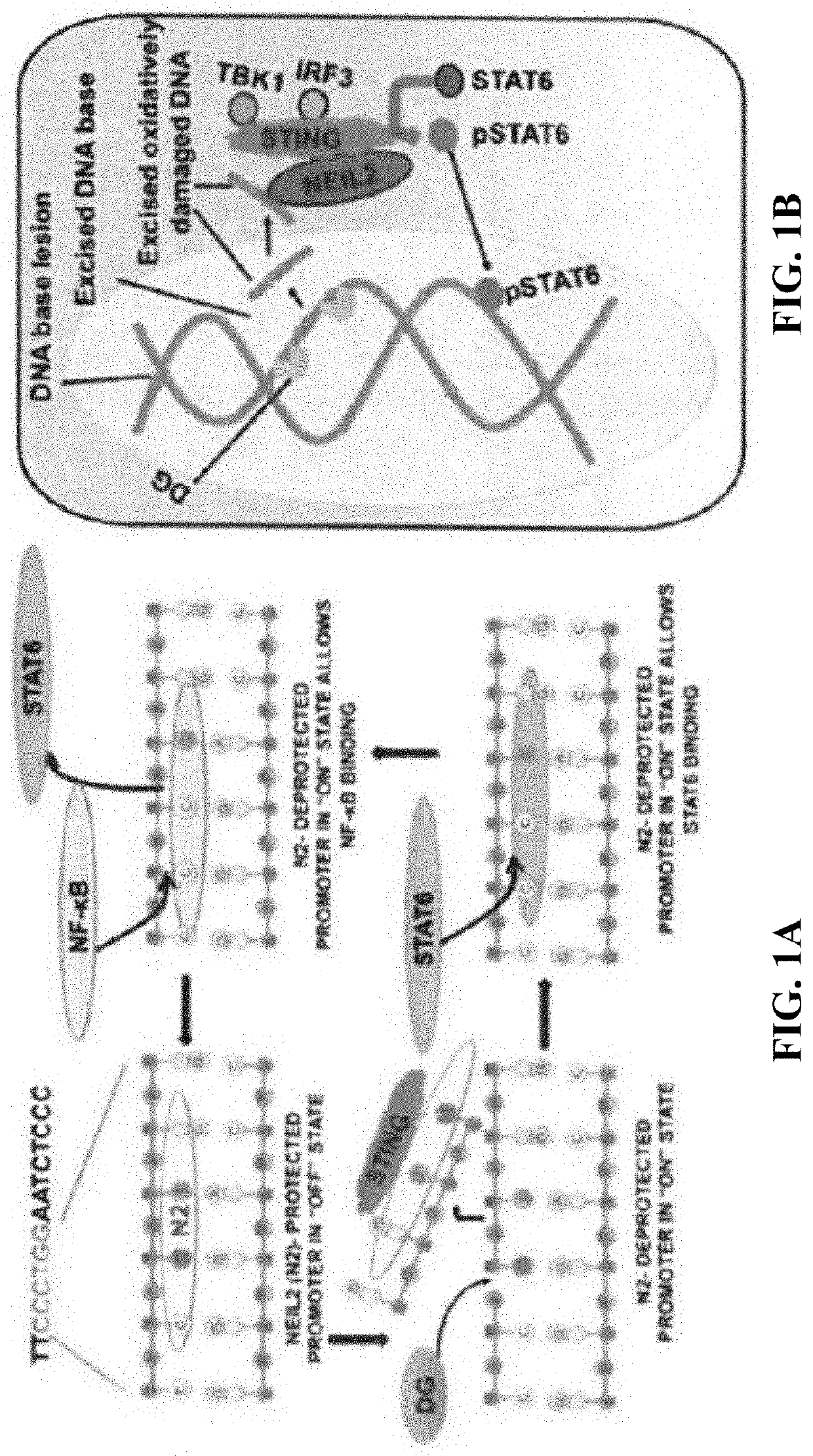 Methods and compositions related to recombinant neil2