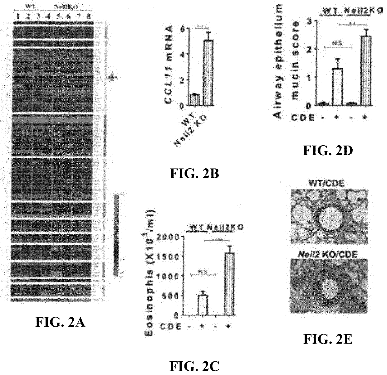 Methods and compositions related to recombinant neil2