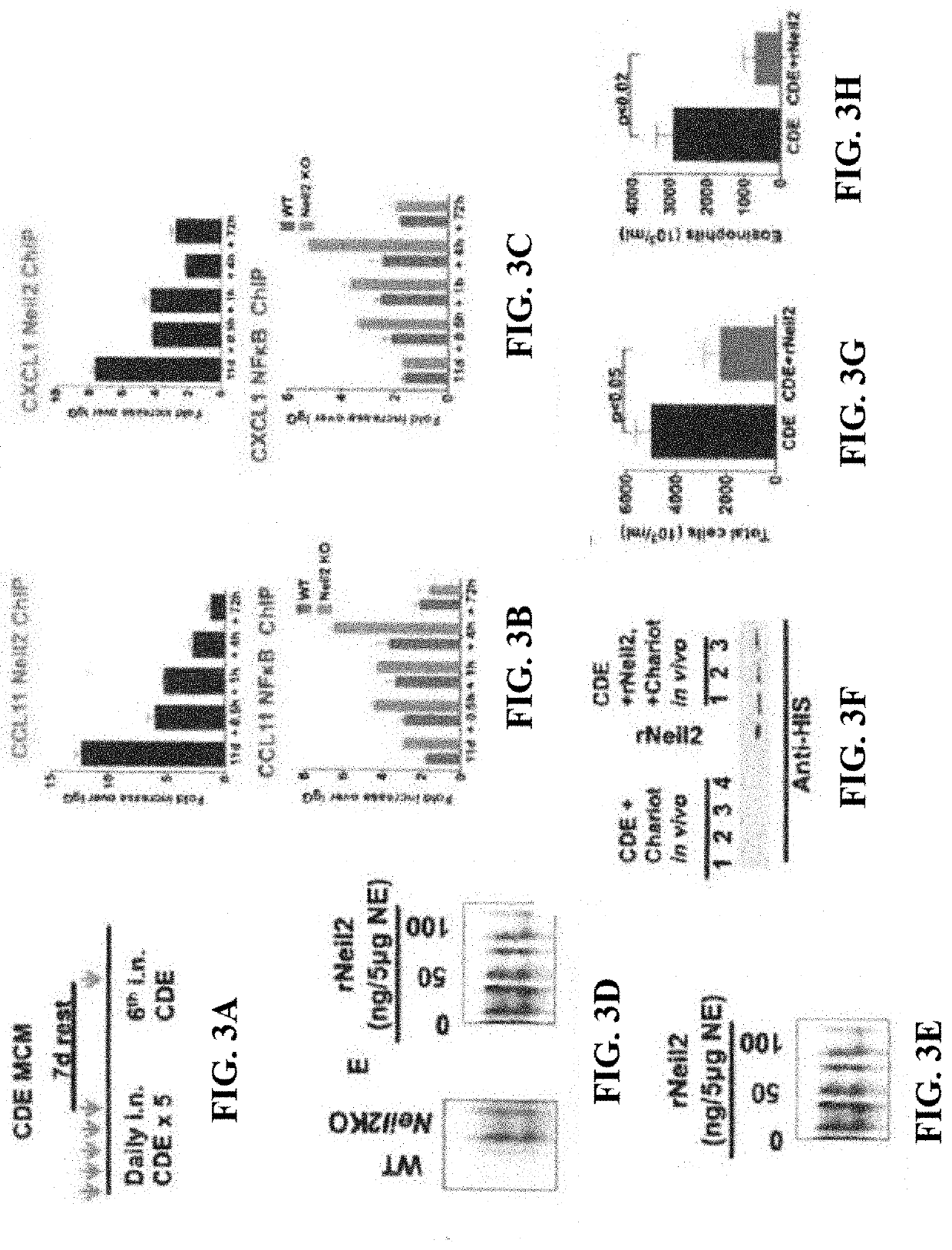 Methods and compositions related to recombinant neil2