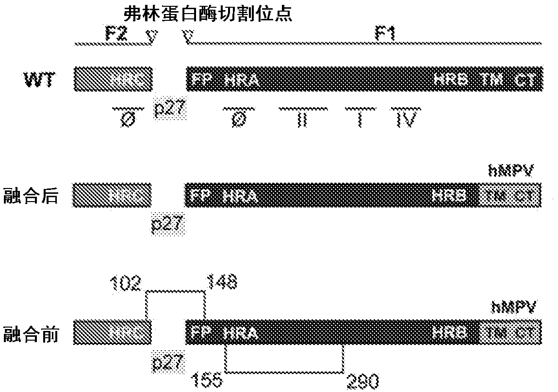 Human respiratory syncytial virus (HRSV) virus-like particles (VLPS) based vaccine