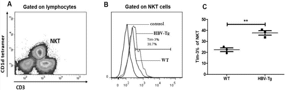 Reverse hepatitis B chronic virus infection Tim-3 antibody and alpha-galcer combination and application